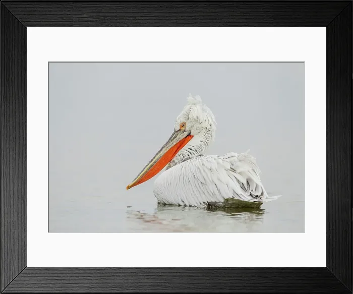 Framed Print : Dalmatian Pelican (Pelecanus crispus) breeding colors Framed Print : Dalmatian Pelican (Pelecanus crispus) breeding colors