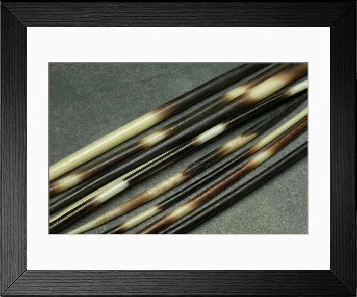 Framed Print : Porqupine (Hystrix africaeausralis) quills Framed Print : Porqupine (Hystrix africaeausralis) quills