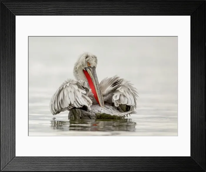 Framed Print : Dalmatian Pelican (Pelecanus crispus) preening its feathers Framed Print : Dalmatian Pelican (Pelecanus crispus) preening its feathers