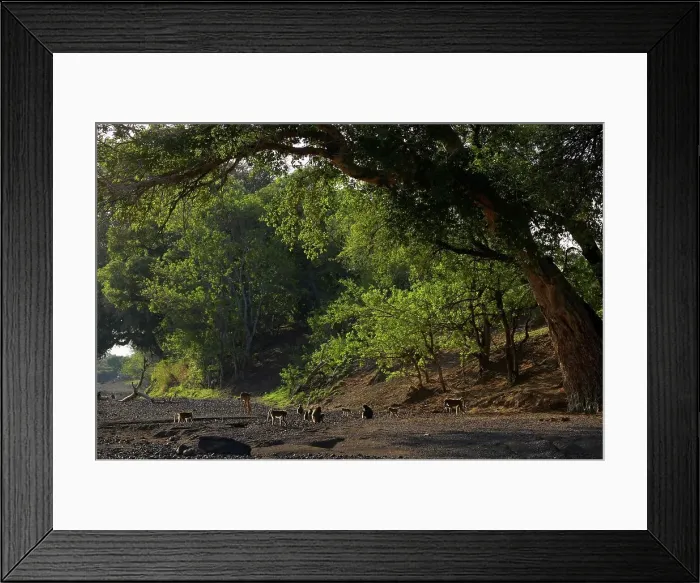Framed Print : Chacma Baboon (Papio cynocephalus) and an Impala (Aepyceros melampus melampus) Framed Print : Chacma Baboon (Papio cynocephalus) and an Impala (Aepyceros melampus melampus)