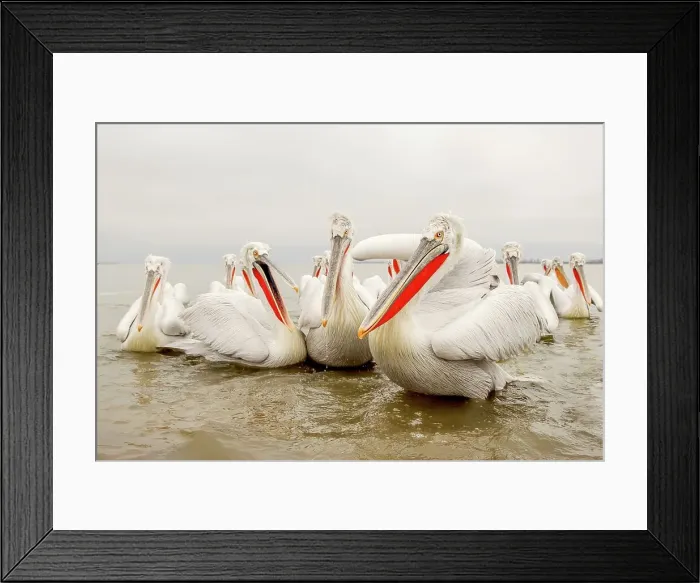 Framed Print : Dalmatian Pelican (Pelecanus crispus) breeding colors Framed Print : Dalmatian Pelican (Pelecanus crispus) breeding colors