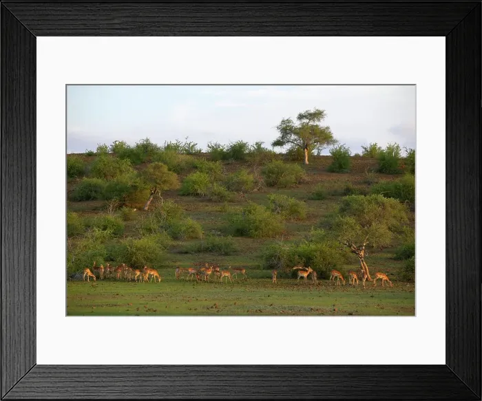 Framed Print : Impala (Aepyceros melampus melampus) herd in veld
