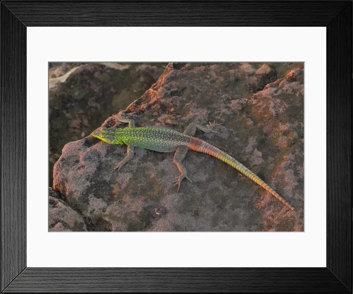 Framed Print : Common Flat Lizard (Platysaurus intermedius) male Framed Print : Common Flat Lizard (Platysaurus intermedius) male