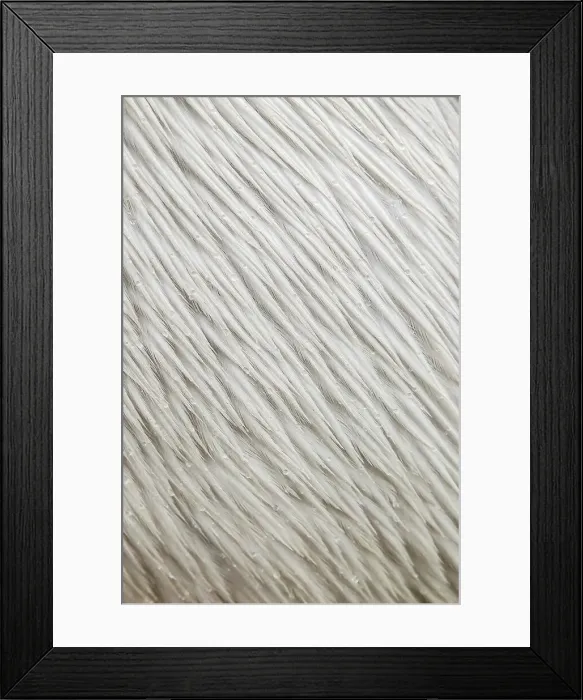 Framed Print : Close-up of Dalmatian Pelican (Pelecanus crispus) wet feathers