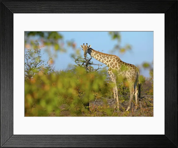 Framed Print : Giraffe (Giraffa camelopardis) in mopane veld. Northern Tuli Game Reserve. Botswana Framed Print : Giraffe (Giraffa camelopardis) in mopane veld. Northern Tuli Game Reserve. Botswana