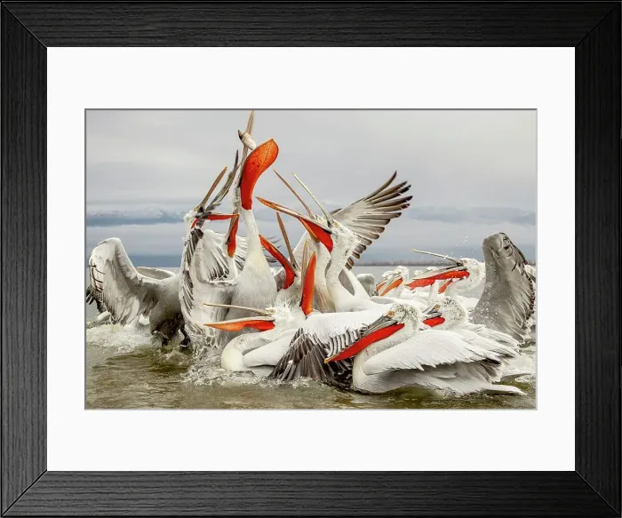 Framed Print : Dalmatian Pelican (Pelecanus crispus) Feeding frenzy Framed Print : Dalmatian Pelican (Pelecanus crispus) Feeding frenzy