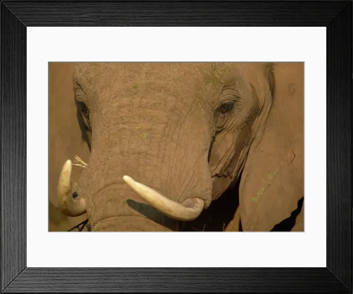Framed Print : Elephants (Loxodonta africana) Framed Print : Elephants (Loxodonta africana)