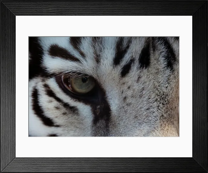 Framed Print : Close-up of eye of Sumatran tiger (Panthera tigris sumatrae) Framed Print : Close-up of eye of Sumatran tiger (Panthera tigris sumatrae)