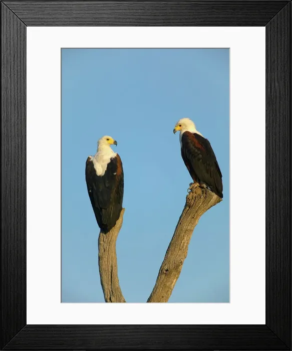 Framed Print : African Fish Eagle (Haliaeetus vocifer) male (R) and female Framed Print : African Fish Eagle (Haliaeetus vocifer) male (R) and female