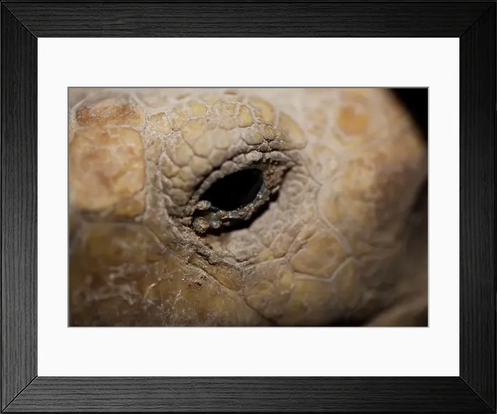 Framed Print : Close-up of a giant tortoise's face Framed Print : Close-up of a giant tortoise's face