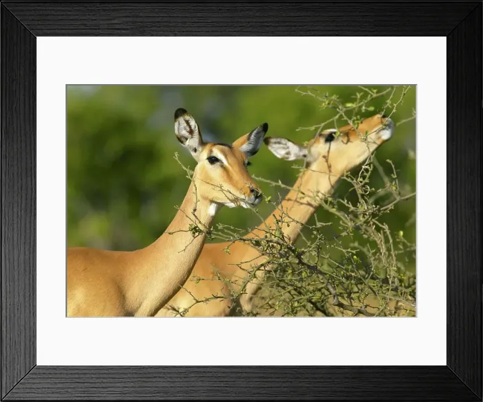 Framed Print : Impala (Aepyceros melampus) portrait Framed Print : Impala (Aepyceros melampus) portrait