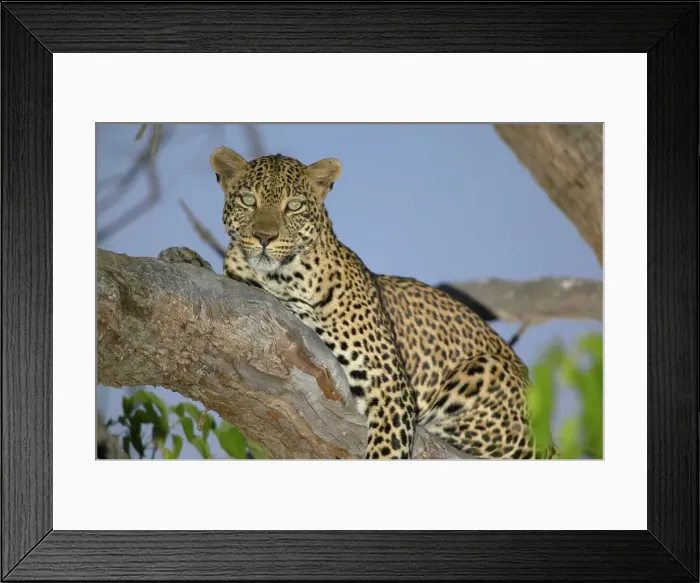 Framed Print : Leopard (Panthera pardus) in tree at twilight Framed Print : Leopard (Panthera pardus) in tree at twilight