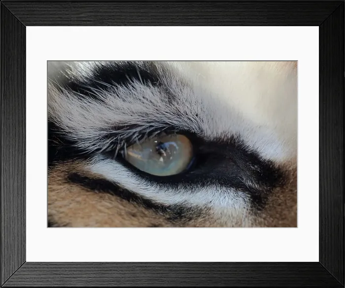 Framed Print : Close-up of an eye of a tiger (Panthera tigris)