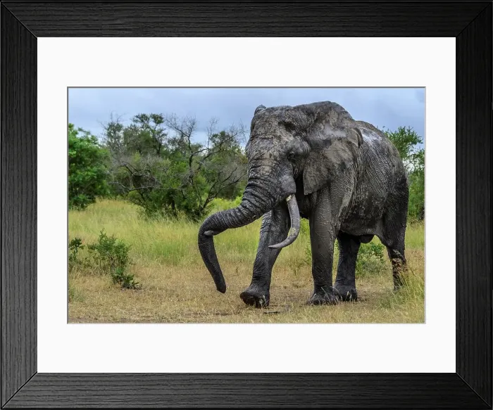 Framed Print : African bush elephant (Loxodonta africana) walking and resting it's trunk on a tusk Framed Print : African bush elephant (Loxodonta africana) walking and resting it's trunk on a tusk