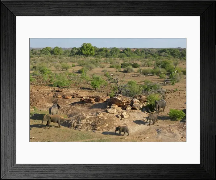 Framed Print : Elephant (Loxodonta africana) herd in the veld Framed Print : Elephant (Loxodonta africana) herd in the veld