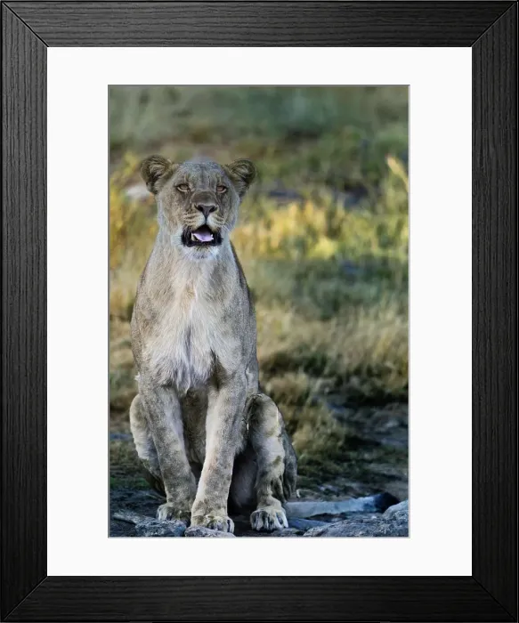 Framed Print : Lion (Panthera leo). Madikwe Game Reserve Framed Print : Lion (Panthera leo). Madikwe Game Reserve