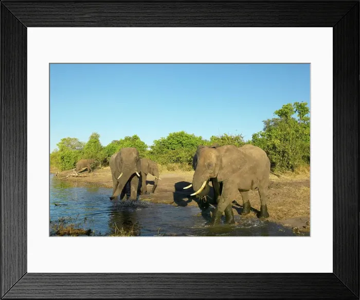 Framed Print : Elephants (Loxodonta Africana) drinking in Chobe River Framed Print : Elephants (Loxodonta Africana) drinking in Chobe River