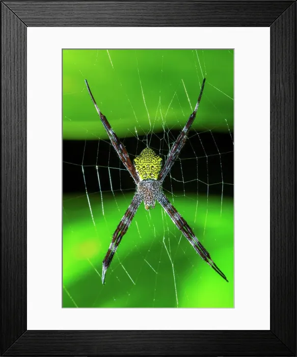 Framed Print : USA, Hawaii, Maui, Spider Framed Print : USA, Hawaii, Maui, Spider