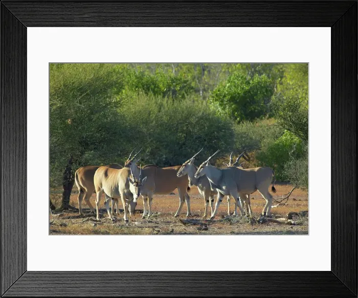 Framed Print : Eland (Taurotragus oryx) in veld