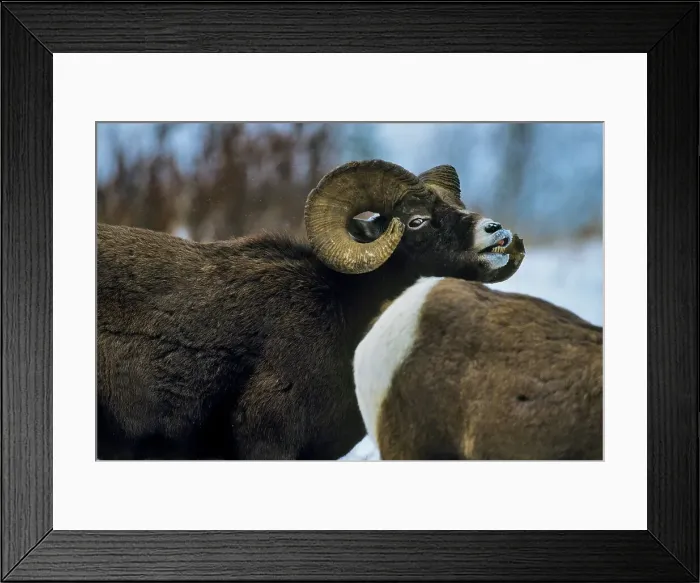 Framed Print : Canada, Alberta, Rocky Mountains Framed Print : Canada, Alberta, Rocky Mountains