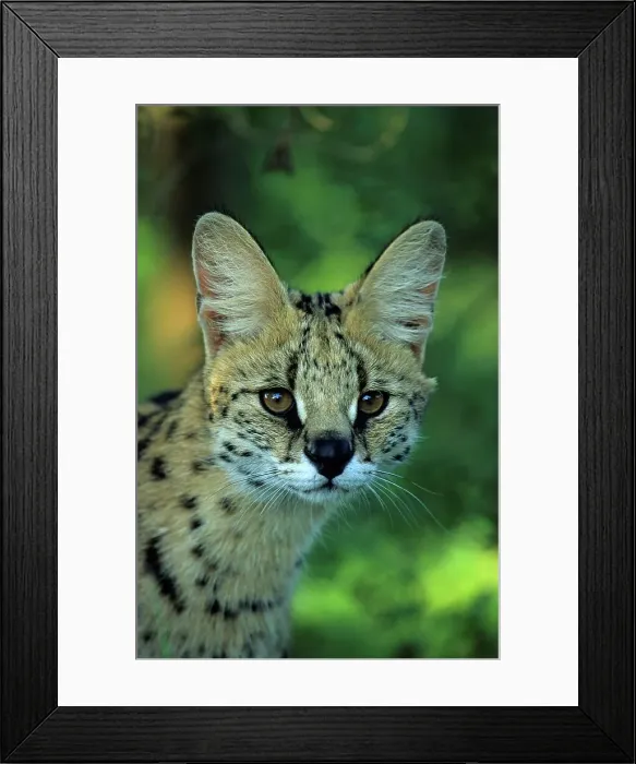 Framed Print : Serval Portrait. greater St Lucia Wetland Park Framed Print : Serval Portrait. greater St Lucia Wetland Park