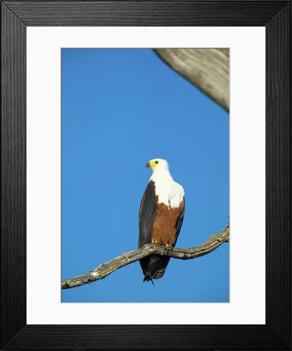 Framed Print : African Fish Eagle (Haliaeetus vocifer) Framed Print : African Fish Eagle (Haliaeetus vocifer)