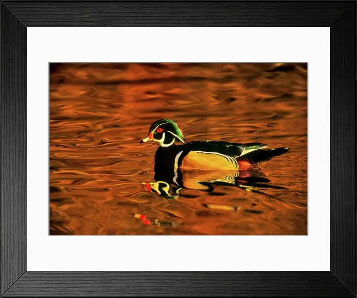 Framed Print : Canada, British Columbia, Vancouver island Framed Print : Canada, British Columbia, Vancouver island