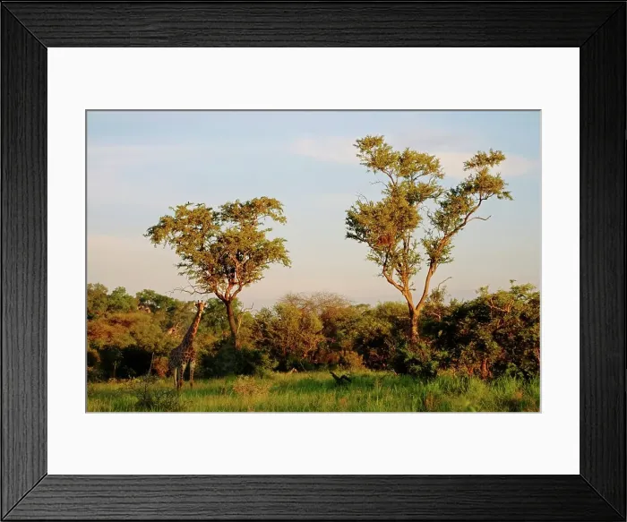 Framed Print : Giraffe in Veld. MalaMala Game Reserve Framed Print : Giraffe in Veld. MalaMala Game Reserve