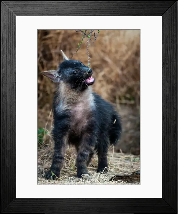 Framed Print : Brown hyena (Hyaena brunnea) cub Framed Print : Brown hyena (Hyaena brunnea) cub
