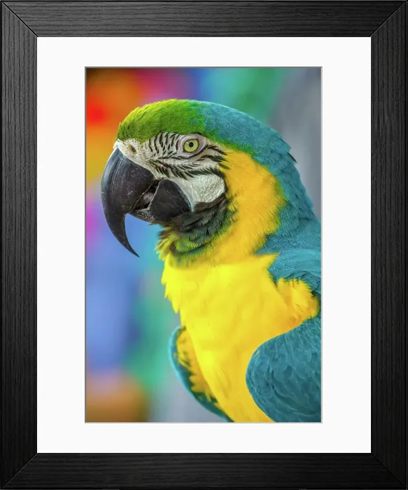 Framed Print : USA, Hawaii, Lahaina, Parrot bird
