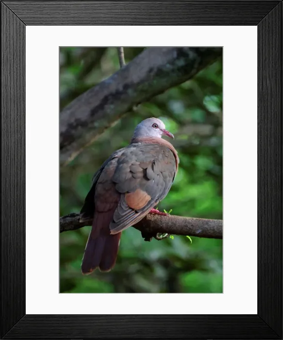 Framed Print : Pink Pigeon. (Columba mayeri). Ile aux Aigrettes Framed Print : Pink Pigeon. (Columba mayeri). Ile aux Aigrettes