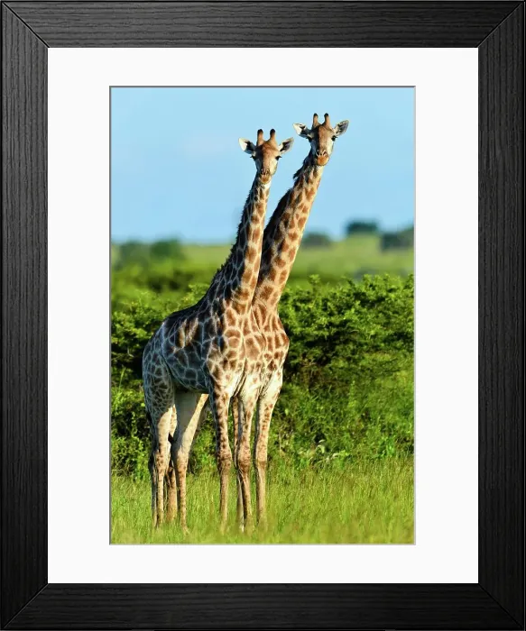 Framed Print : Giraffe (Giraffa camelopardalis) Framed Print : Giraffe (Giraffa camelopardalis)