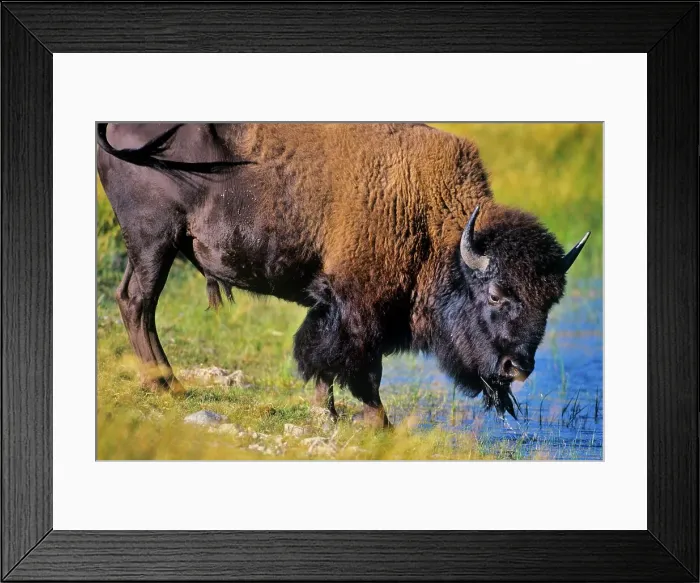 Framed Print : Canada, Alberta, Waterton National Park Framed Print : Canada, Alberta, Waterton National Park