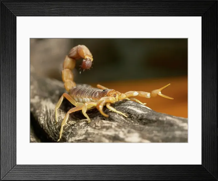 Framed Print : Cape Thick-Tailed Scorpion (Parabuthus capensis) Framed Print : Cape Thick-Tailed Scorpion (Parabuthus capensis)