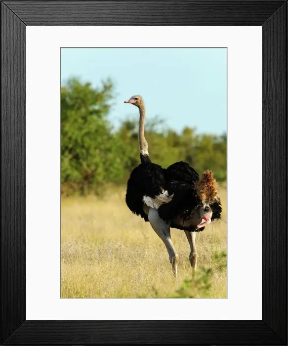 Framed Print : Ostrich or Common Ostrich (Struthio camelus) defecating