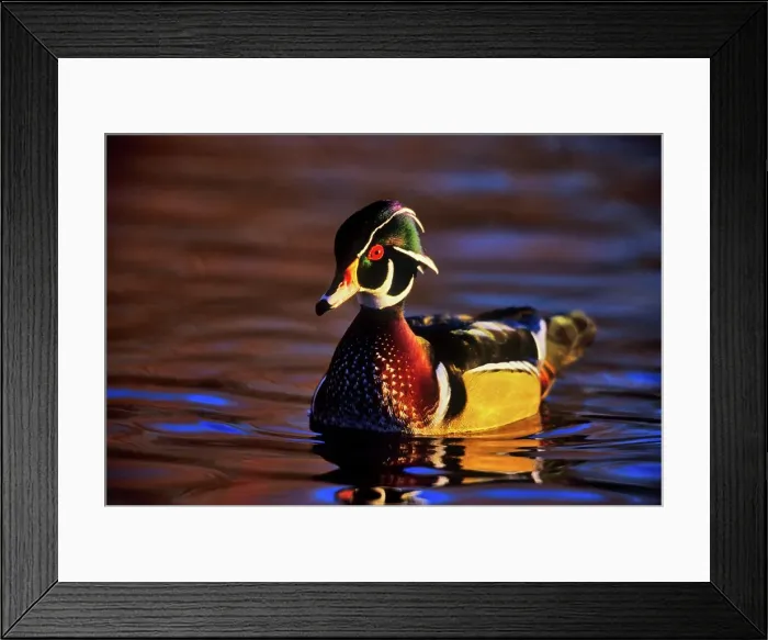 Framed Print : Canada, British Columbia, Vancouver island Framed Print : Canada, British Columbia, Vancouver island