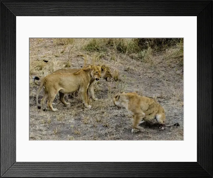 Framed Print : Lionesses (Panthera leo) fighting