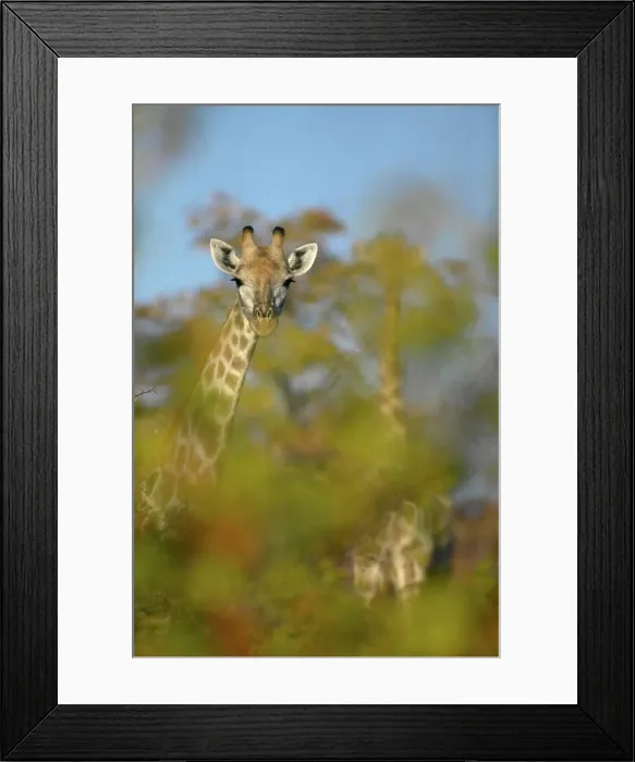 Framed Print : Giraffe (Giraffa camelopardis) in autumn mapane foliage in veld Framed Print : Giraffe (Giraffa camelopardis) in autumn mapane foliage in veld