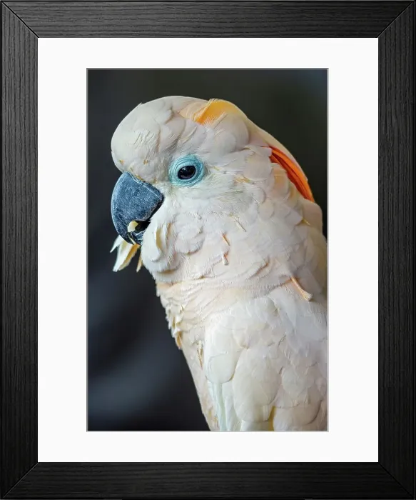 Framed Print : USA, Hawaii, Lahaina, Parrot bird Framed Print : USA, Hawaii, Lahaina, Parrot bird