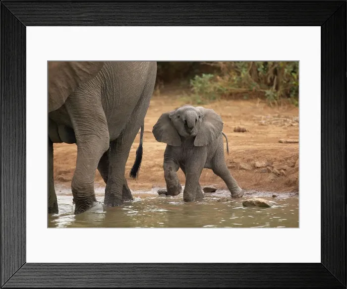Framed Print : Elephant (Loxodonta africana) calf drinking at waterhole Framed Print : Elephant (Loxodonta africana) calf drinking at waterhole