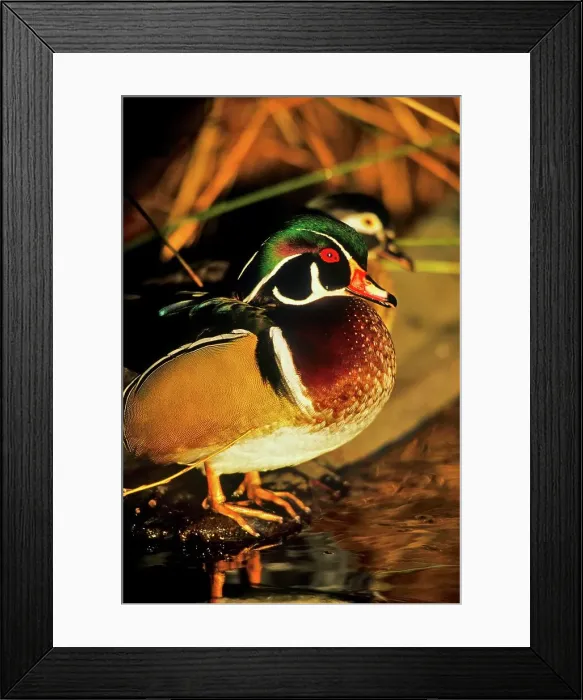 Framed Print : Canada, British Columbia, Vancouver island Framed Print : Canada, British Columbia, Vancouver island