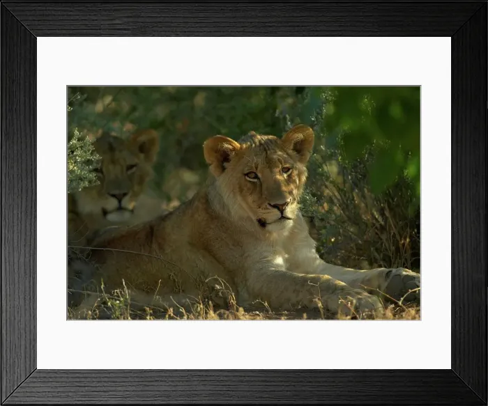 Framed Print : Lion (Panthera leo)cub in veld Framed Print : Lion (Panthera leo)cub in veld