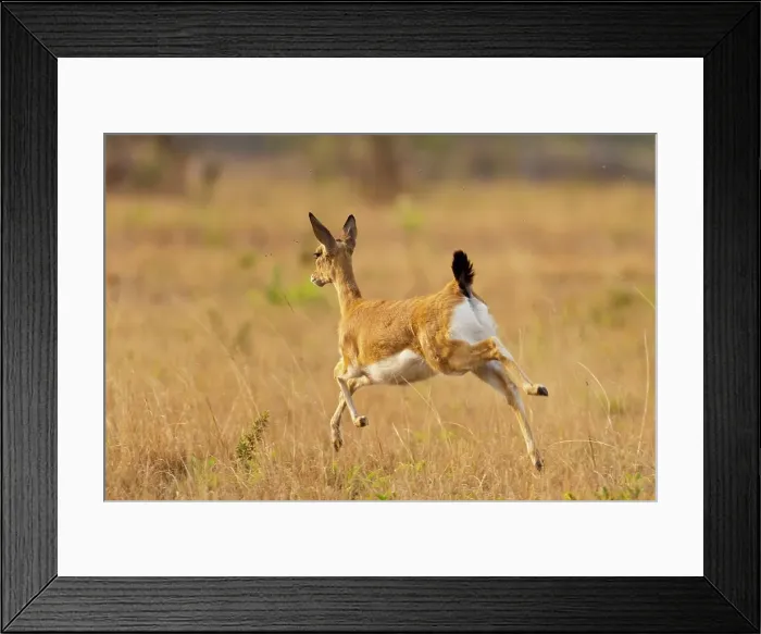 Framed Print : Oribi (Ourebia ourebi). Mlilwane Wildlife Sanctuary