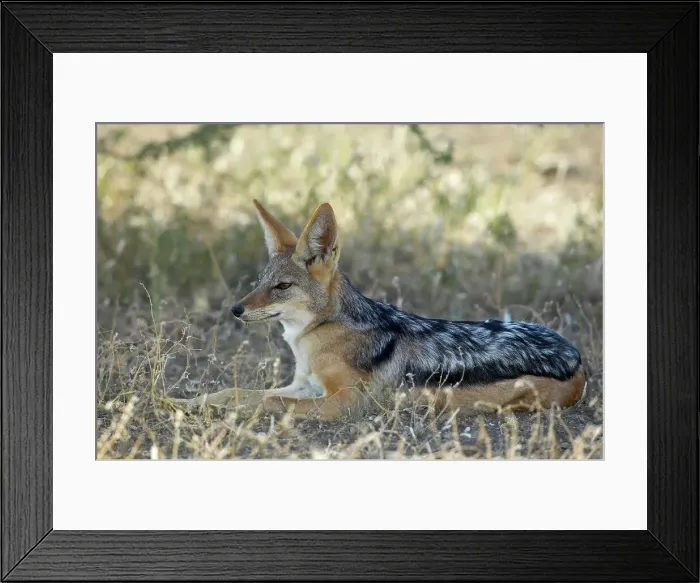 Framed Print : Blackbacked Jackal (Canis mesomelas) in veld