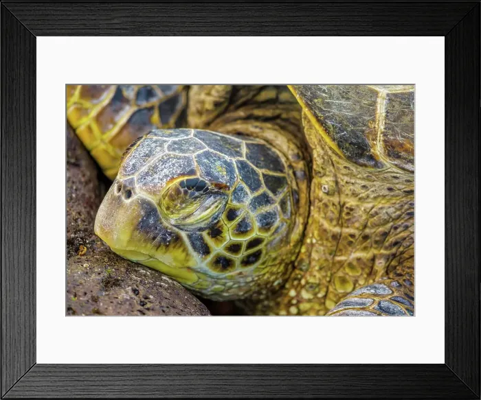 Framed Print : USA, Hawaii, Maui, Green sea turtle (Chelonia mydas) Framed Print : USA, Hawaii, Maui, Green sea turtle (Chelonia mydas)