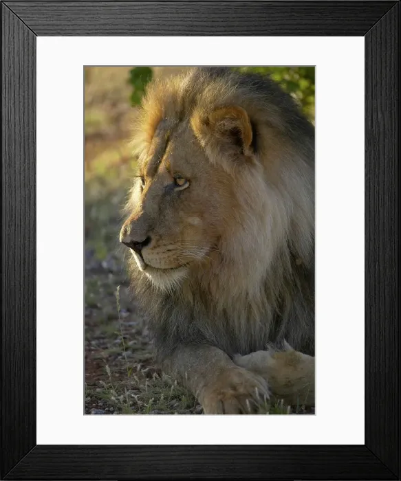 Framed Print : Lion (Panthera leo). Mashatu Game Reserve Framed Print : Lion (Panthera leo). Mashatu Game Reserve