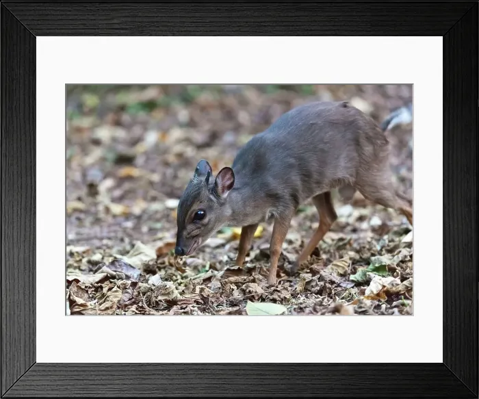 Framed Print : Blue Duiker (Philantomba monticola)