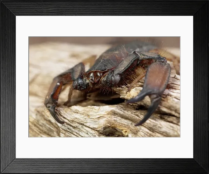 Framed Print : Rock Scorpion (Hodogenes sp). Northern Tuli Game Reserve