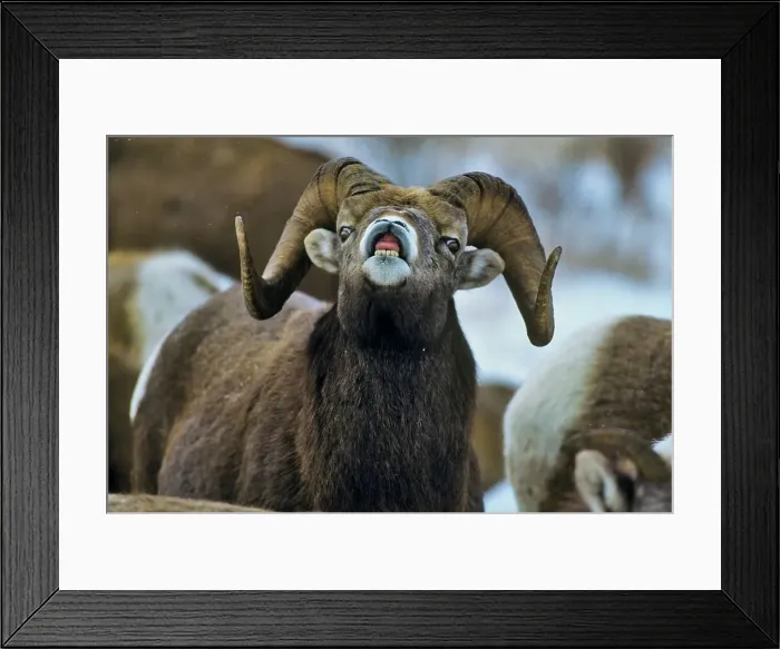 Framed Print : Canada, Alberta, Rocky Mountains Framed Print : Canada, Alberta, Rocky Mountains
