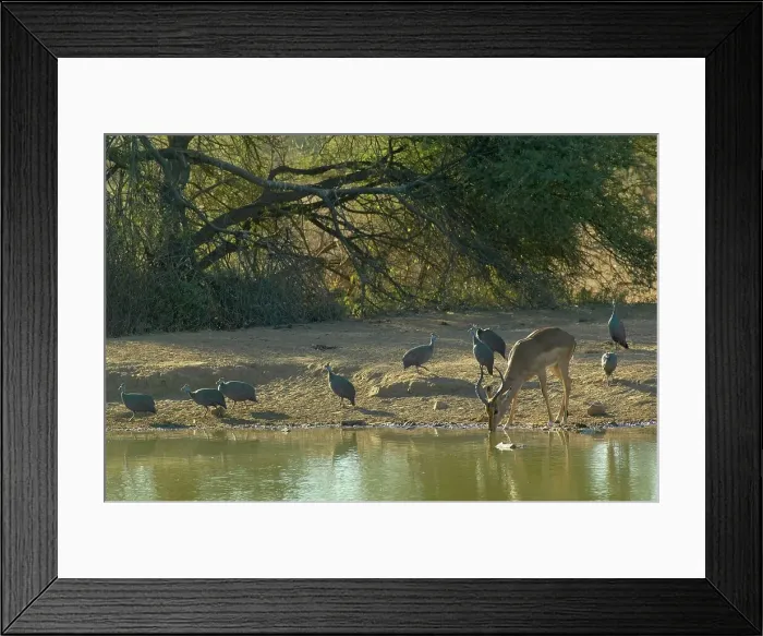 Framed Print : Impala (Aepyceros melampus melampus) drinking with Helmeted Guineafowl (Numida Meleagris) in background Framed Print : Impala (Aepyceros melampus melampus) drinking with Helmeted Guineafowl (Numida Meleagris) in background